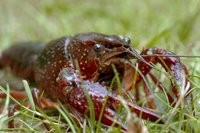 Invasion der Sumpfkrebse - Von der Plage zur Delikatesse