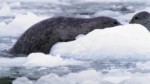 National Geographic - Wildes Alaska