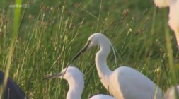 Kroatiens wilde Flusslandschaft - An den Ufern der Save