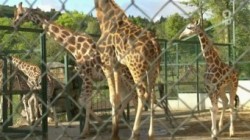 Giraffe Erdmaennchen und Co E26 Das Blind Date der Frankfurter Baeren