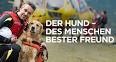 Der Hund - Des Menschen bester Freund - Zuchthunde und Raubtiere