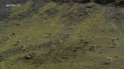 360 Grad Geo Reportage Peru ein Alpaka fuer Christobal