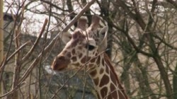 Giraffe Erdmaennchen und Co E01 Bald gibts ein neues Tigerbaby