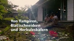 Trinidad - Von Vampiren, Blattschneidern und Herkuleskäfern