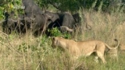 Wildes Botswana Loewenbrueder